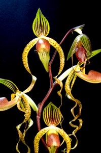 Paphiopedilum Chiu Hua Dancer Gayle FCC/AOS 90 pts.